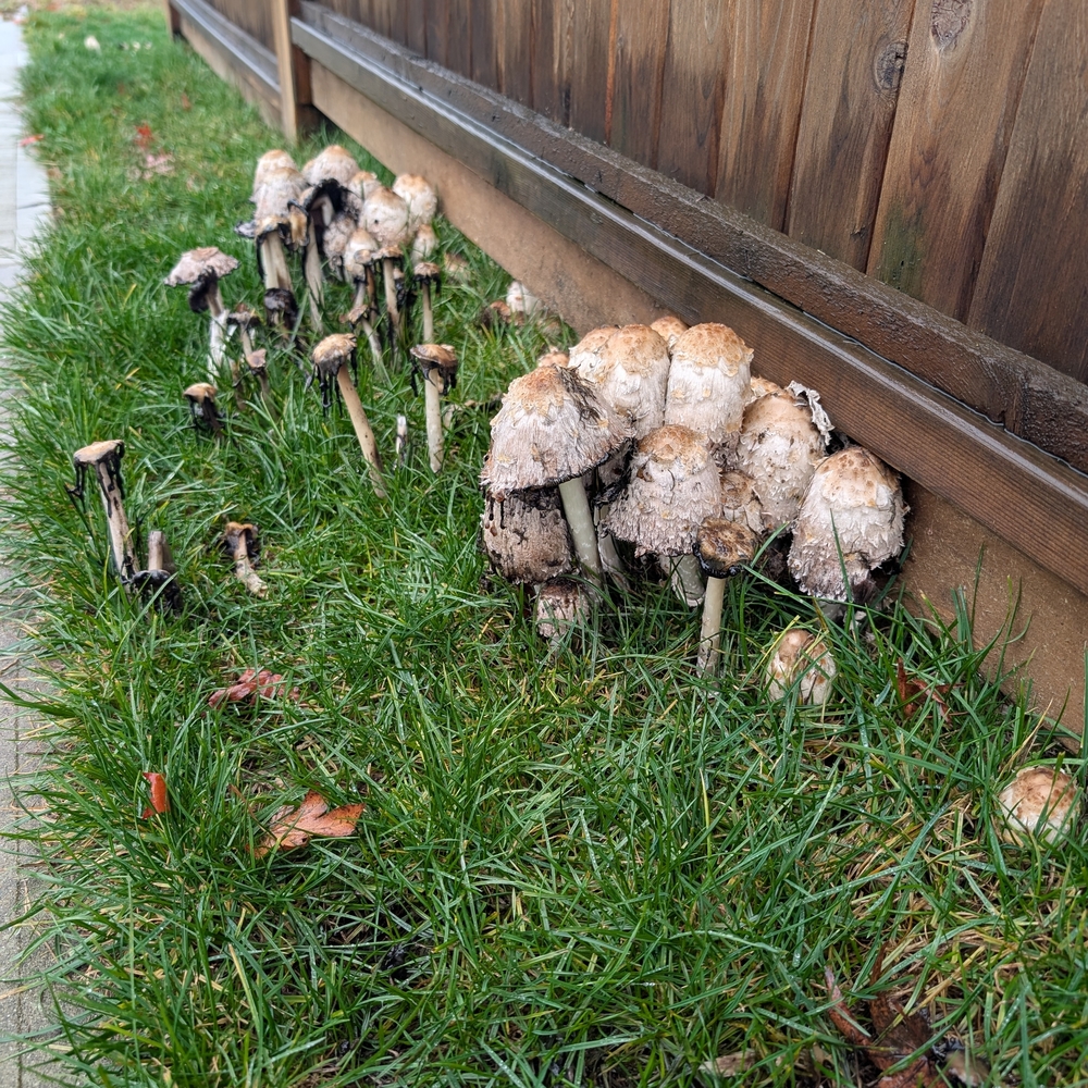 Garden Mushrooms in Grass